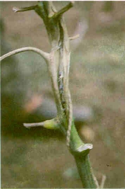 Domates gövdesinde beyaz çürüklük gövde içinde dayanıklı dokular.